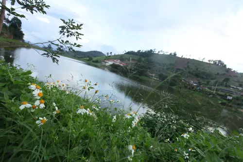 边龙村湖畔野花