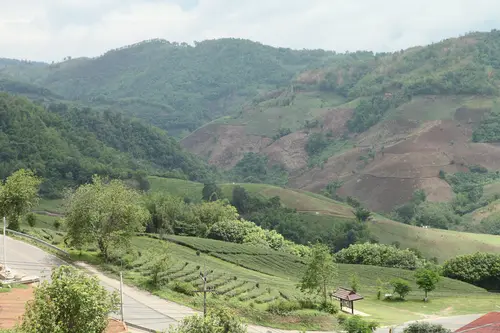 美斯乐山谷茶园