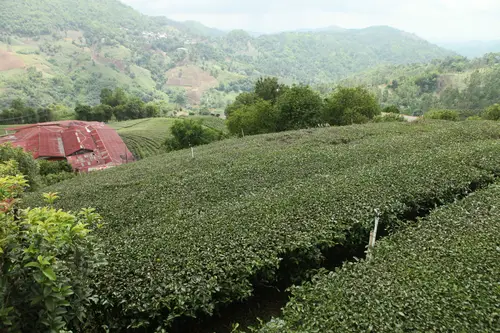 茶园与红顶厂房