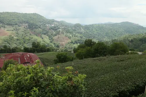 雨后茶园远山